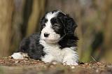 BEARDED COLLIE 083